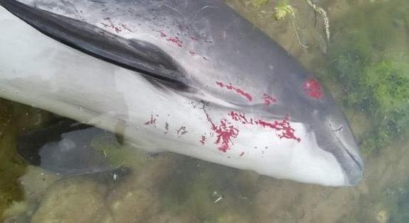Több mint háromezer delfin pusztulhatott el a Fekete-tengerben - reggeli háborús összefoglaló