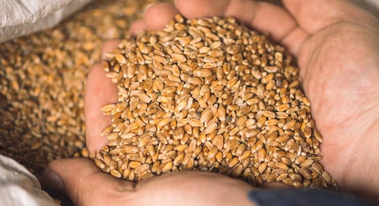 Érik a gabona-krízis Spanyolországban: súlyos takarmányhiány jöhet?