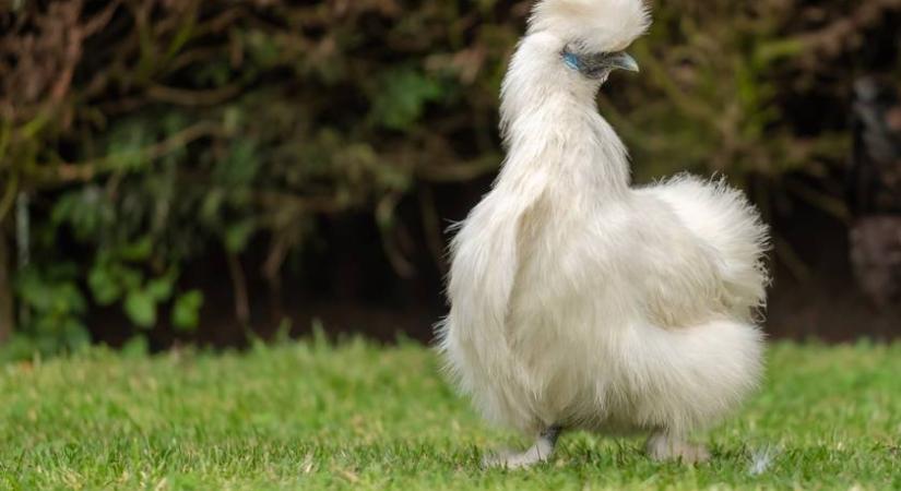 Meztelentől a borzasig: fotókon 8 hihetetlen külsejű csirke - Viccesek és érdekesek