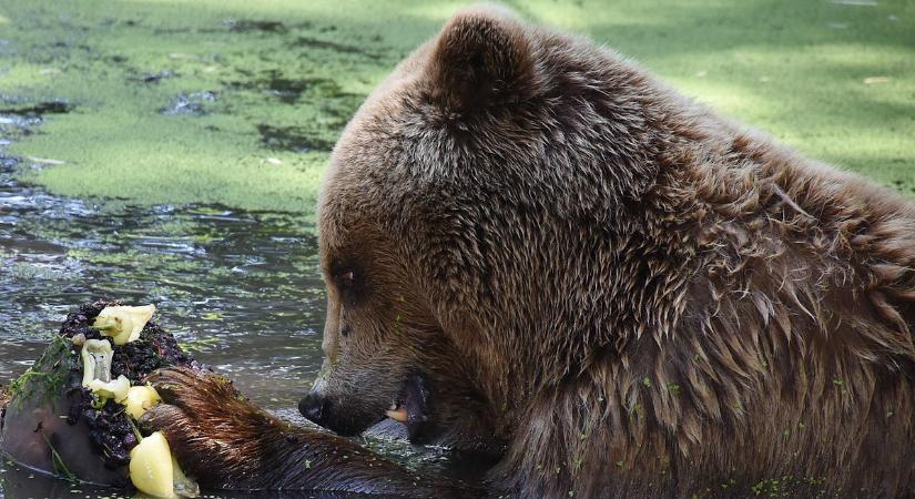 Macifagyival óvják a rekkenő hőségtől a jászberényi állatkert medvéit
