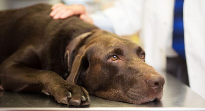 A kutyák rákos megbetegedései elleni vakcina emberéleteket is menthet