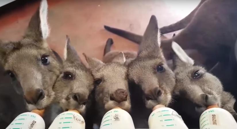 Így falatoznak az éhes kenguru bébik-videó