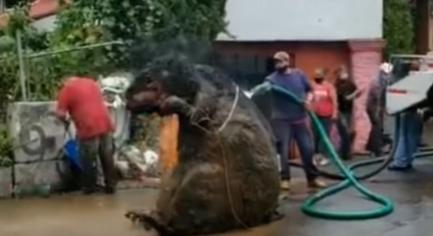 Rémület a vihar után: Gigantikus patkányt húztak ki a munkások a csatornából