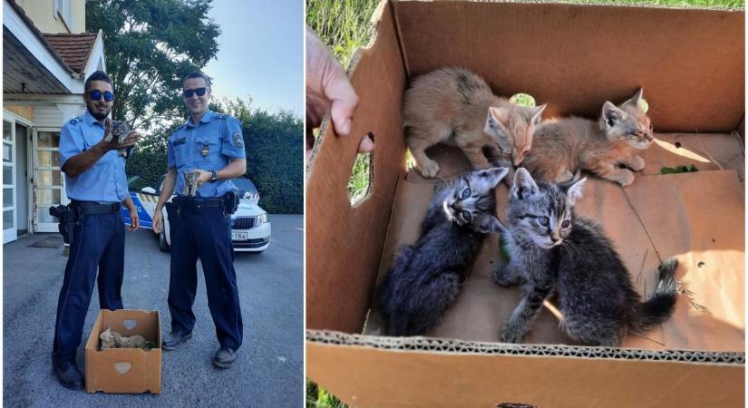 Egy doboznyi kismacska lehet hálás a balmazújvárosi rendőröknek