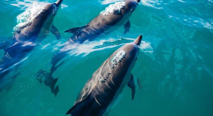 Ukrán háború: Delfinek ezrei pusztulhattak el a Fekete-tengerben