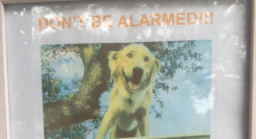 Kutya a háztetőn: figyelmeztető tábla jelzi, senki se aggódjon a kutya miatt