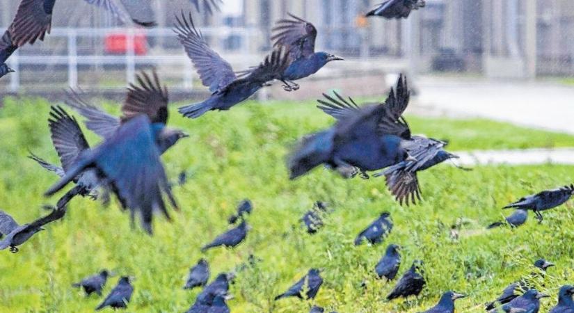 Veszélyben a madaraink - A klímaváltozás és az ipari mezőgazdaság elveszi az életterüket