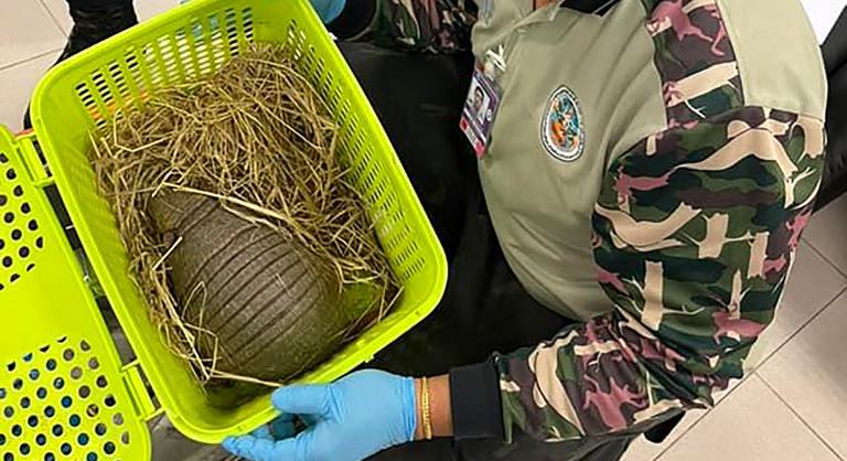 Több mint száz állatot akartak kicsempészni bőröndökben Thaiföldről