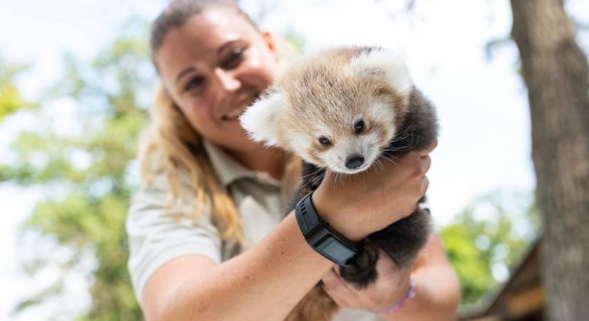Harmadjára lett Európa legjobbja a Nyíregyházi Állatpark