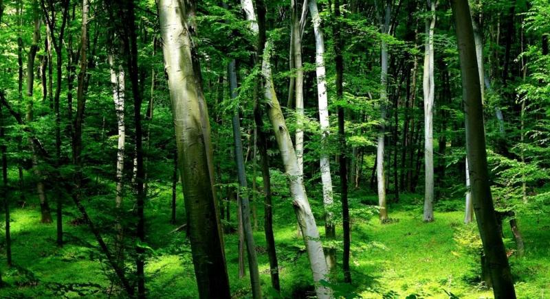 Természetközeli tudás az erdészeknek