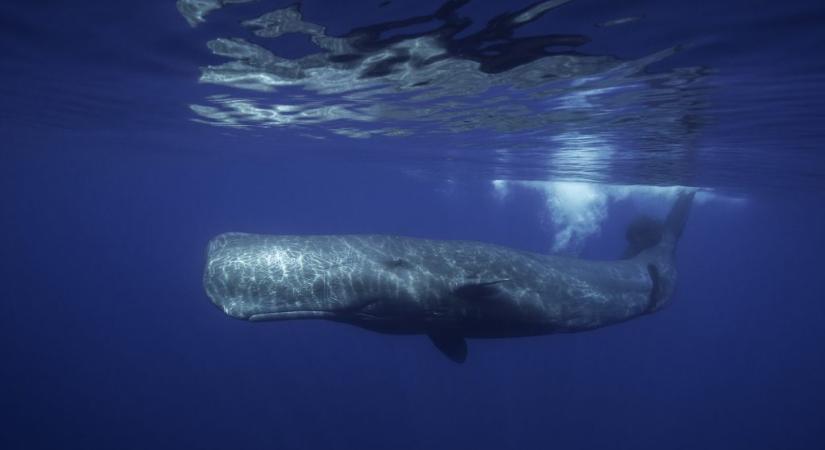 Harapásnyomokkal teli ősi bálnakoponyákra bukkantak