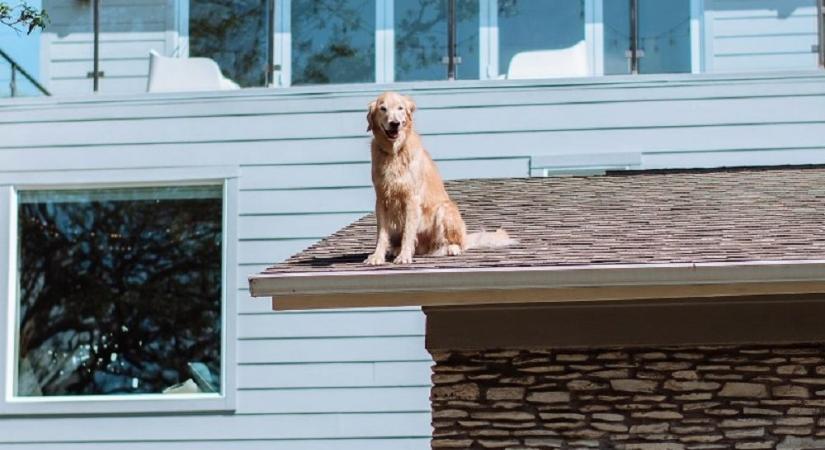 Napi szinten kopogtak be egy családhoz, hogy egy kutya üldögél a házuk tetején