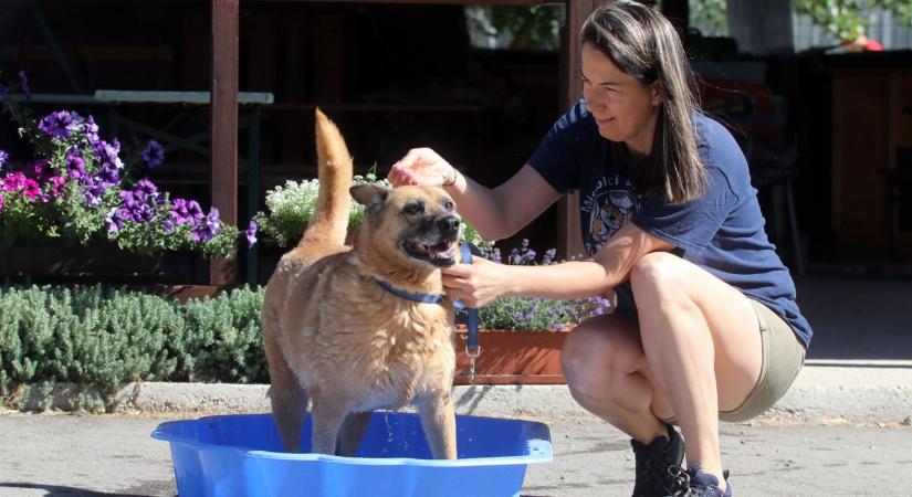 Felajánlásokat várnak a csontsovány kutyák megmentéséhez a nyugat-nógrádi állatvédők