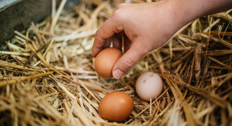 Durva, ami a magyar tojással történik: ezt mindenki meg fogja érezni