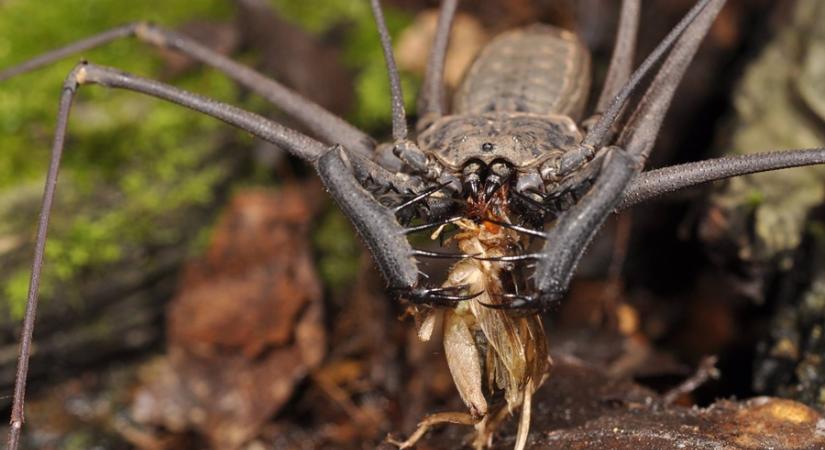 Ostoroslábú izémizé – a kanszúnyoggal agyoncsaptál egy skorpiót?