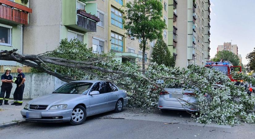 Parkoló autókra dőlt egy fa az István úton