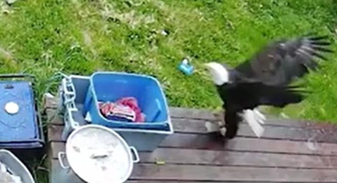 Videón a legszerencsésebb kiskutya, aki kiszabadult az őt elragadó sas karmai közül