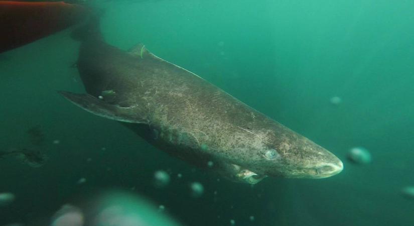Négyszáz éves a világ legöregebb cápája