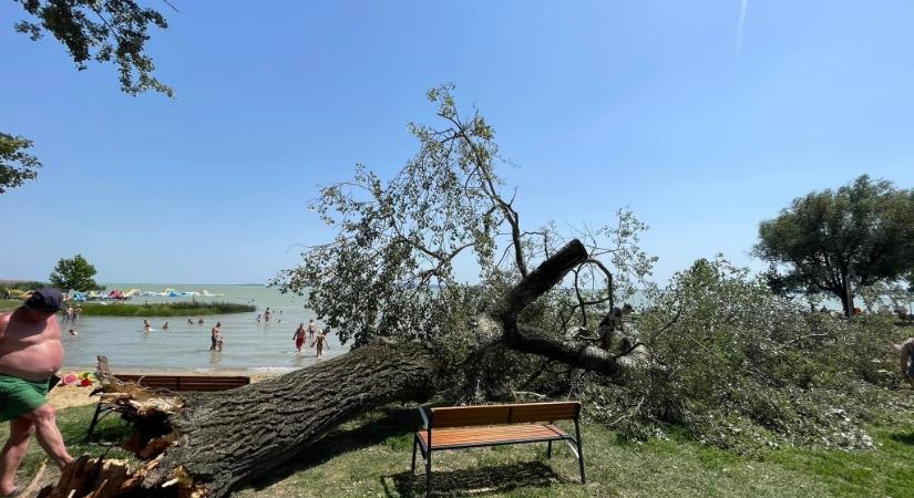 Strandolókra dőlt egy óriási fa Keszthelyen – nem sérült meg senki