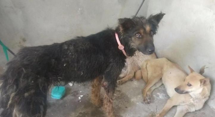 Több száz kutyát akartak legyilkolni és megenni Kínában egy fesztiválon