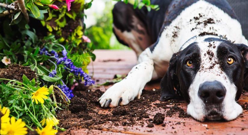 Hogyan szoktassam le a kutyámat az ásásról? 7 tipp, hogy kedvencünk és kertünk is biztonságban legyen
