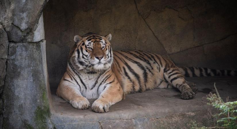 Meghalt egy 14 éves tigris, miután elkapta a koronavírust