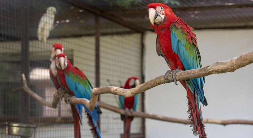 Újabb ifjú légi akrobatákkal gyarapodott a Zoo Debrecen, most elnevezheti őket!
