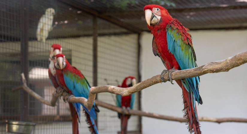 Színpompás fiókák születtek: Chili és Pipi mindenkit elvarázsol a vidéki állatkertben