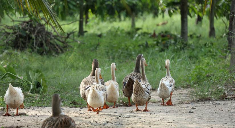 Békés megyében feloldotta a Nébih a madárinfluenza miatt felállított védőkörzeteket