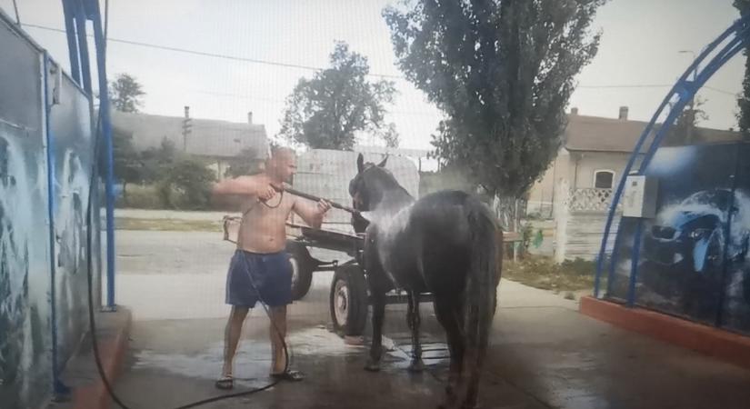 Autómosóban csutakolta le a lovát egy férfi Romániában (VIDEÓ)