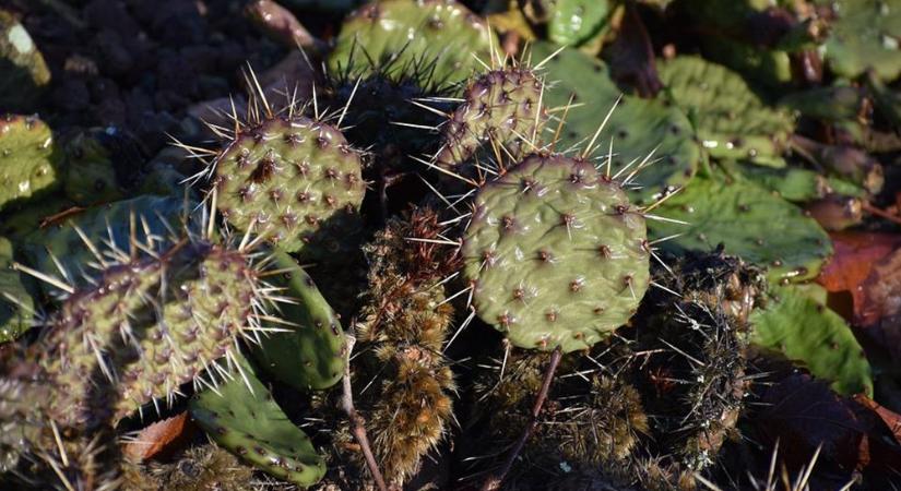 Kaktuszt láttál a természetben? Jelentsd és segítsd a kutatásokat!