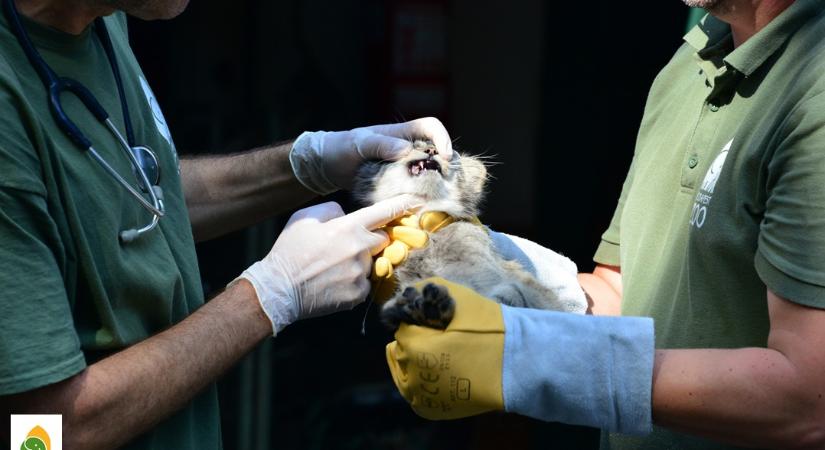 Hat hét alatt megháromszorozták születési súlyukat a Fővárosi Állatkertben cseperedő manulok