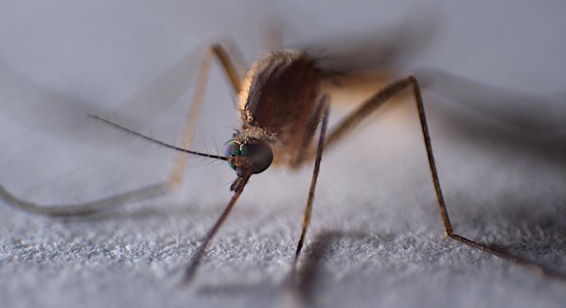 A zika-vírus és a dengue-láz után még vonzóbb lehet valaki a szúnyogok számára