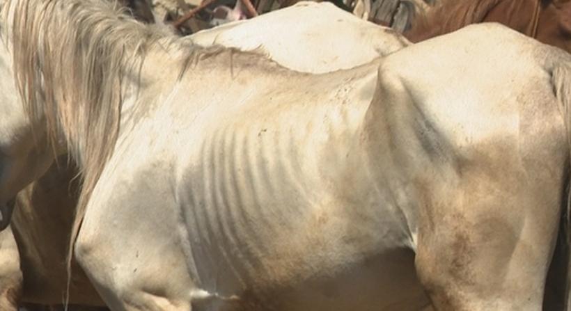Horrortanya Losoncon: borzalmas körülmények között tartott csontsovány állatokra bukkantak