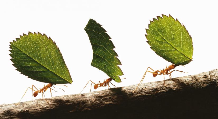 Így száműzheted a hangyákat otthonodból: a hazai sztárkertész elárulta trükkjeit