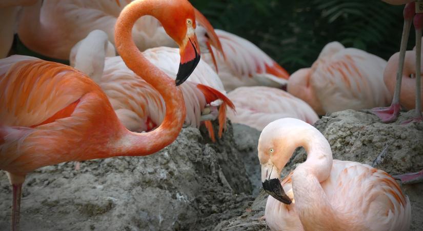 Szakított a denveri állatkert meleg flamingópárja
