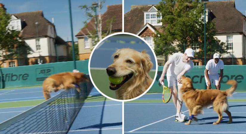 Tenisz: érdekes ötlet, kutyákkal akarták helyettesíteni a labdszedőket – videó