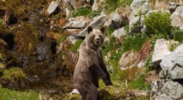 Durva medvetámadás a Tátrában: videón, ahogy az állat ráront egy turistára