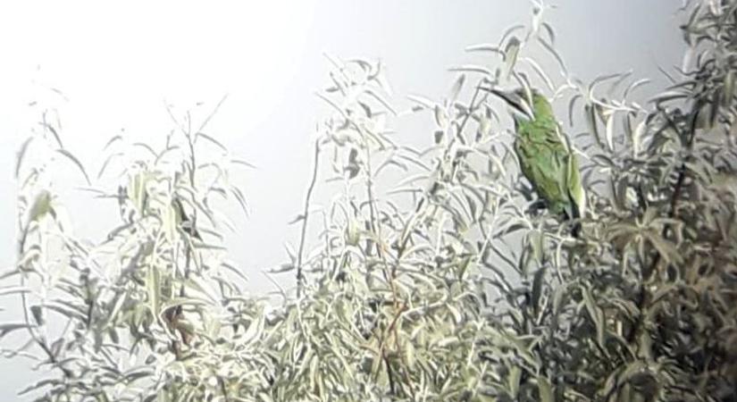 Egy újabb különleges madarat észleltek Dunavecsén