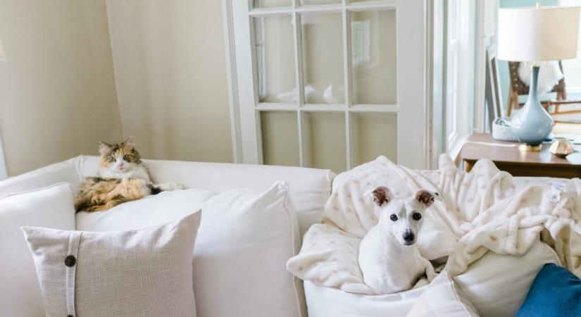 Kutya-és macskaszőrmentes kanapé és szőnyeg: így takaríts, ha van kisállatod
