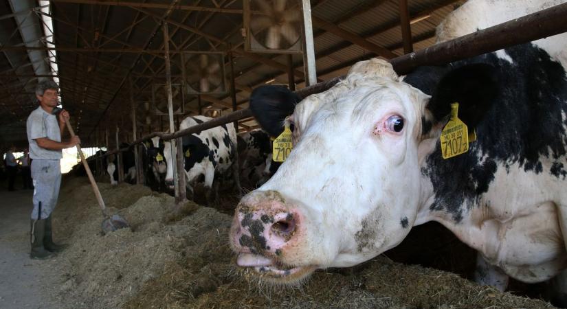 Párásítóberendezéssel, ventilátorokkal, vízpermettel hűtik a szarvasmarhákat kánikula idején