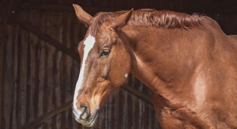 Tíz év börtönt kapott egy texasi férfi, aki lovakat molesztált