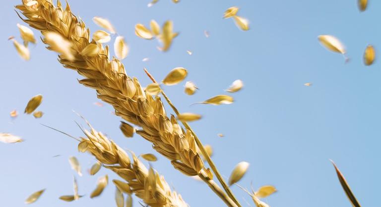 Gödörben az ukrán gabonapiac: hatalmas kiesésre számíthatnak a gazdák