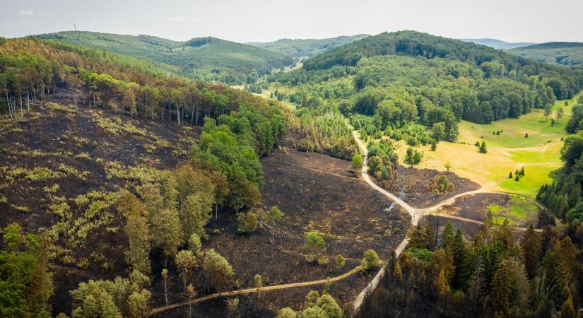 Lángolt a bükki fenyőerdő, képeken a pusztítás