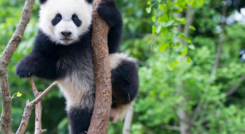 A TikTok szerint a pandák nem léteznek