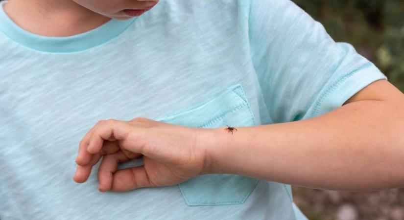 Kell csavarni a kullancsot, amikor kiszeded? 5 gyakori tévhit az apró vérszívókkal kapcsolatban