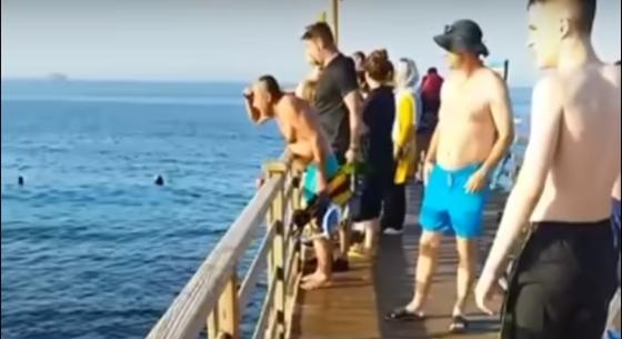 Videót tettek közzé az egyiptomi cápatámadásról: a megtámadott nő egyedül úszott ki a partra, mentők csak ott várták