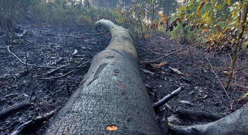 Erdőtűz a Bükkben: tart a kárfelmérés