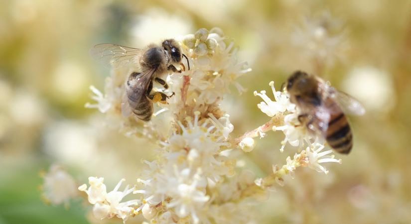 A rovarvilág pusztulása miatt jó üzlet lett a házi méhek bérbe adása, de már ez is veszélybe került