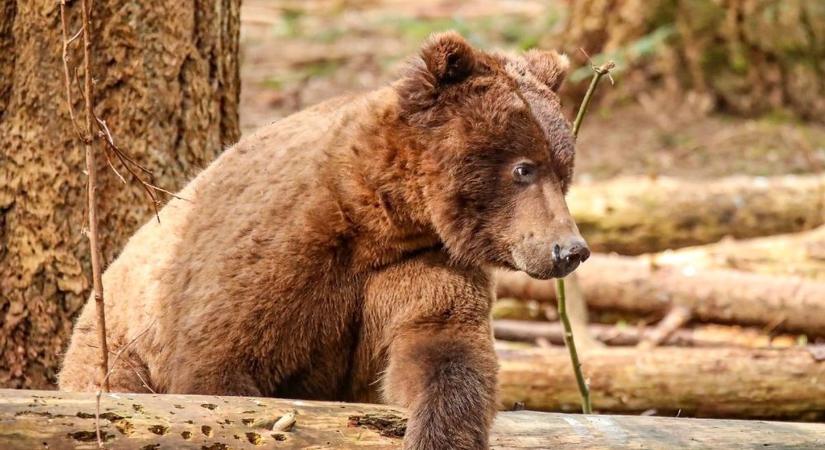 Ismét medvét láttak a nógrádi határban